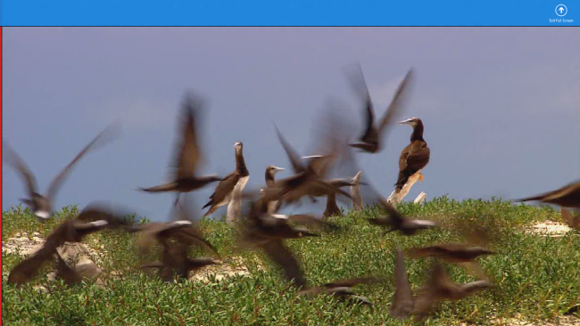 Media-Element-In-Windows8-Apps.png