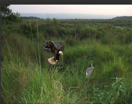 eagle-approaching.gif