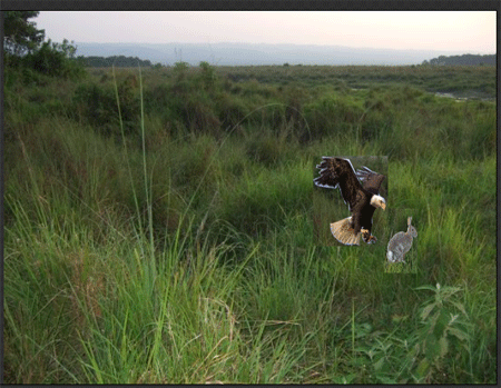 eagle-closest.gif