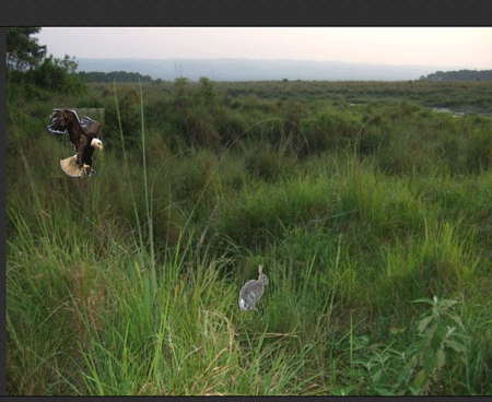 eagle-coming.gif