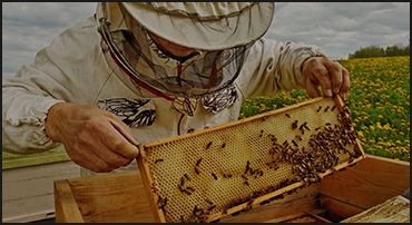 Fuller Bees