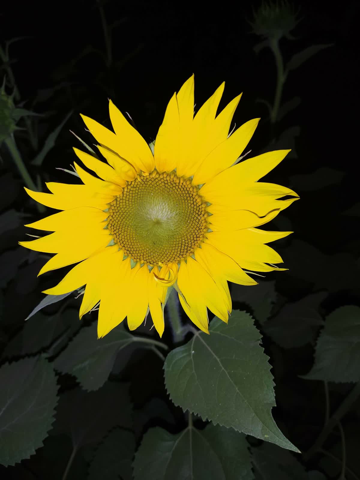Image preview