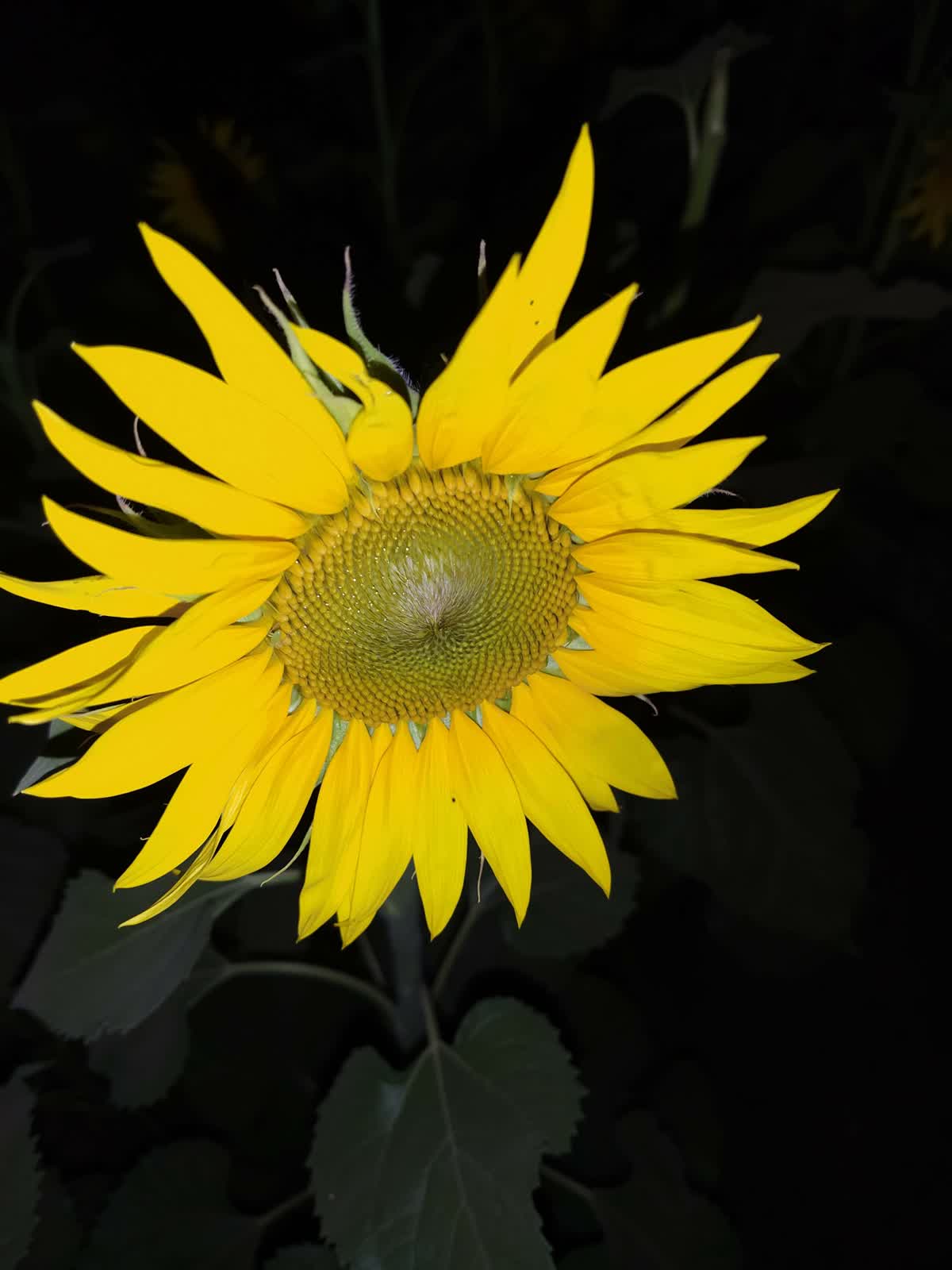 Image preview