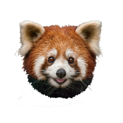 Smiley Panda (Birbal Zimba)