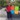 Image Loading
