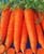 veggieCoder