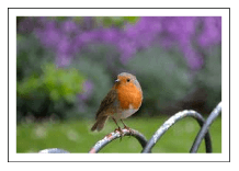 custom visuals to show image