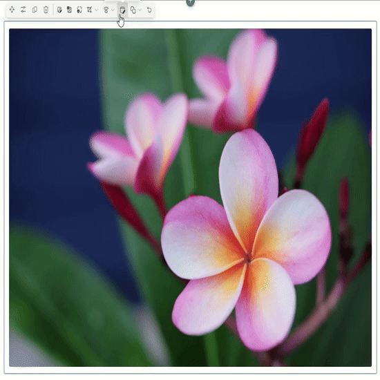  Image Display Options