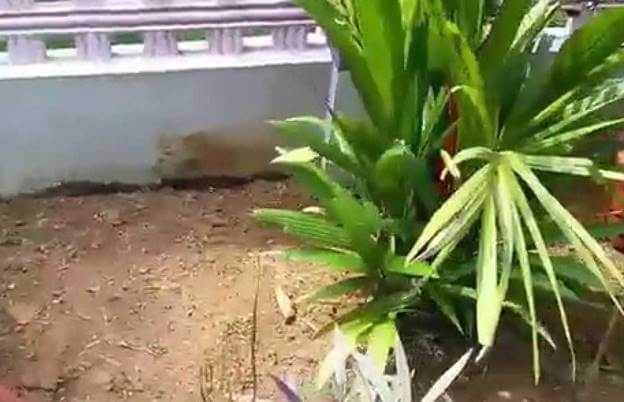 How To Send The Captured An Image Through The Mail Using Raspberry Pi, Pi Camera, And Python